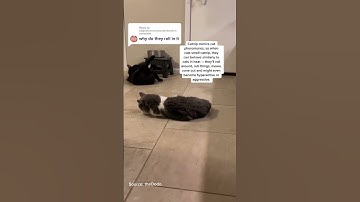 Why do cats roll in catnip?