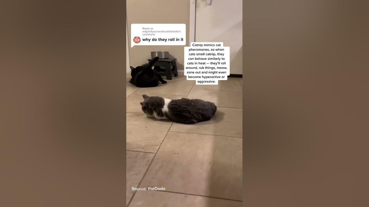 Why do cats roll in catnip? YouTube
