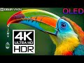 4K Video Wildlife Paradise | Relaxing Study Music (HDR Dolby Vision 60fps)