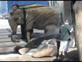 Elephants Chill Out in Corpus Christi, TX