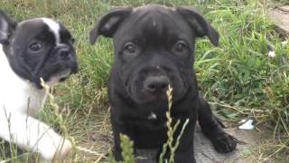 Zomiranos - Staffordshire Bull Terrier Puppy