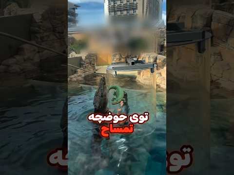 اینجوری میتونی تمساح ببینی از نزدیک 
