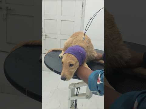 Charlie's grooming #dog #funny #dogs #dogshorts #puppy