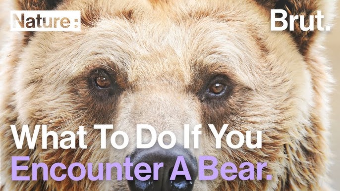 How to survive a bear encounter (and what to do if it all goes wrong), Wildlife