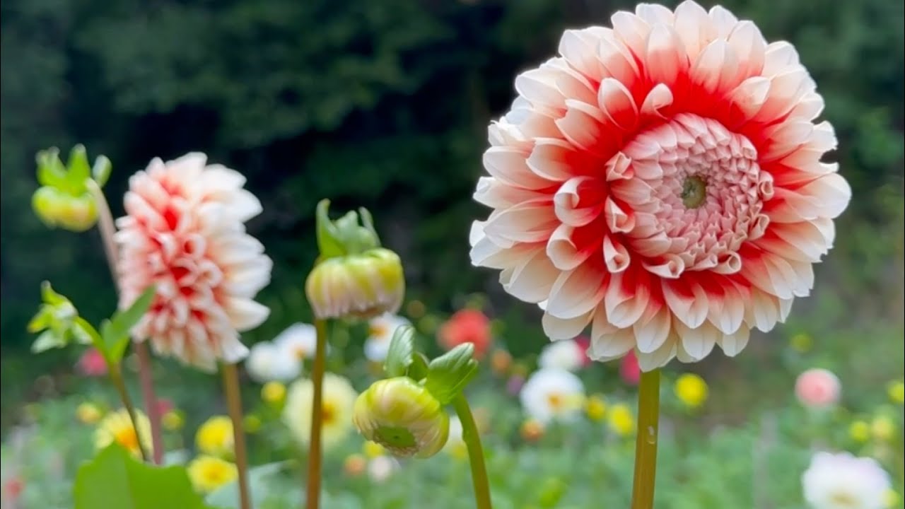 2025/06/15　梅雨入りとともに一気に咲き始めた瀬田ダリア園　その２　〜愛媛県八幡浜市〜