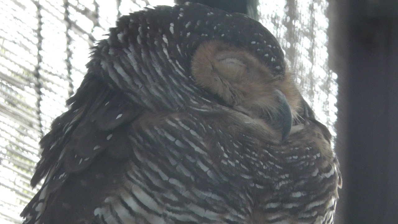 Spotted wood owl (Saitama Children's Zoo, Saitama, Japan) February