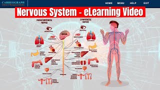 Interactive eLearning Module on Nervous System | Biology Course Developed by Cputek