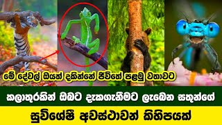 ම දවල ඔයත දකනන ජවත පළම වතවට Animals Amazing Video
