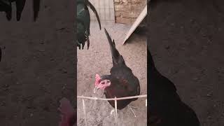 Hermosos Gallos Que Líneas De Gallos Les Gustan Saludos Para Todos