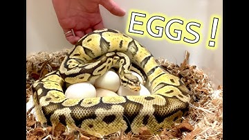Ball Python Eggs! Clutch 1901: Pastel Vanilla x Banana Enchi Clown | BallPythons9