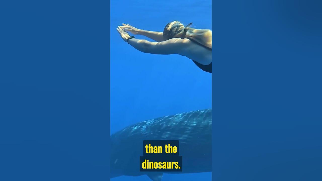 The Biggest Heart in the World! The Blue Whale! - YouTube