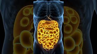 How The Body Burns Fat Explained In 3D