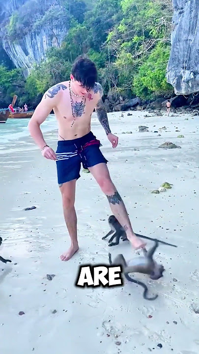 These Monkeys Attacked a Tourist in Thailand! 😱