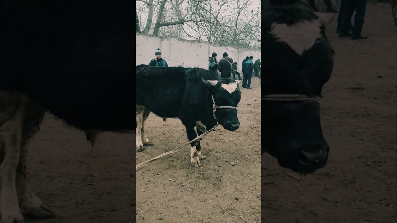 BAGʻDOD DOʻRMON CHORVA BOZORI 2025 