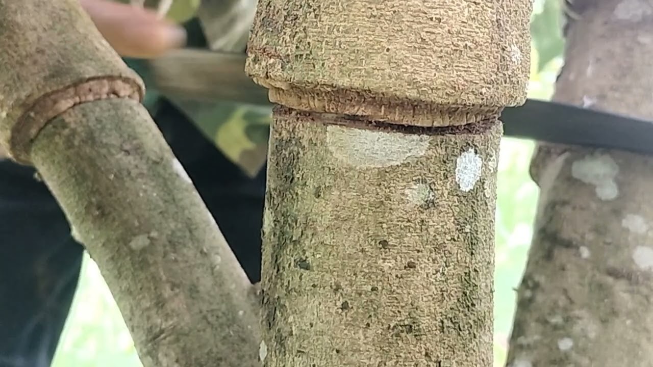 Thăm vườn và sử lý khoanh chặn một số cây liền chạm. 