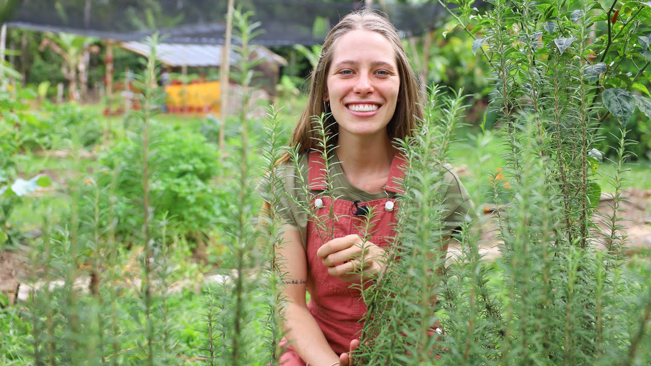 Como plantar alecrim do jeito certo