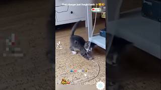 “Cat Thought the Charger Was Alive ⚡🐱”#yearofyou #AWOETV #FunnyCat #CatFails #Viral #Pets #Shorts