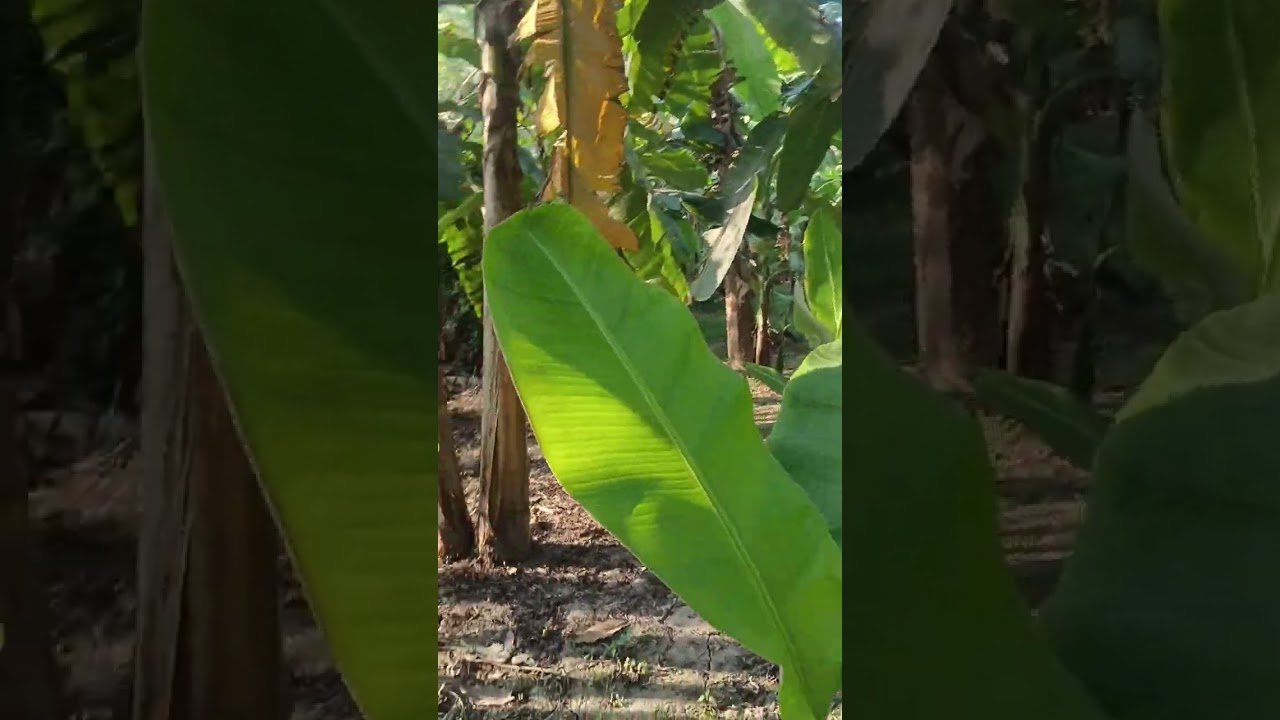 কলা বাগানে পিকনিকে কি কি করলাম চলুন দেখে আসি 