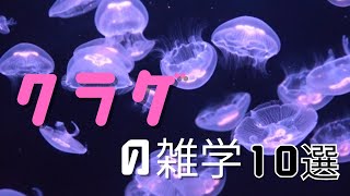 クラゲの雑学10選 by シンプル雑学 224 views 9 months ago 2 minutes, 28 seconds