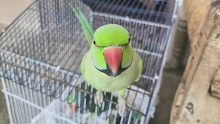 Parrot Sound Videos Compilation