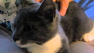 Caesar is adopted!