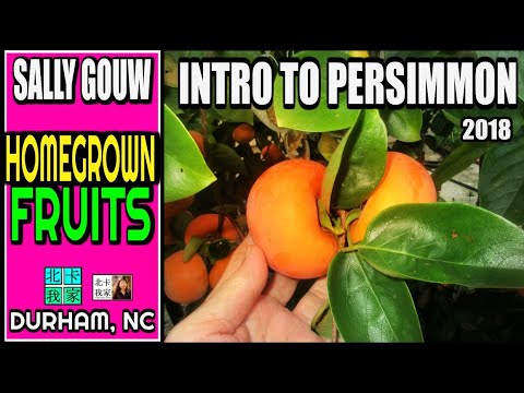 Intro to Persimmon tree (2018)｜NC Homegrown Persimmon ｜How to grow persimmon tree?｜ 美国北卡｜如何种植柿子树?