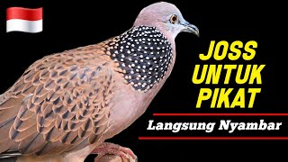 Suara Tekukur Gacor Untuk Pikat Paling Ampuh Dan Langsung Nyaut