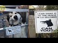 Beware Of Dog Signs That Will Make You Laugh YouTube