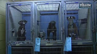 Dog shelter beyond capacity has reached 'crisis level,' needs urgent help