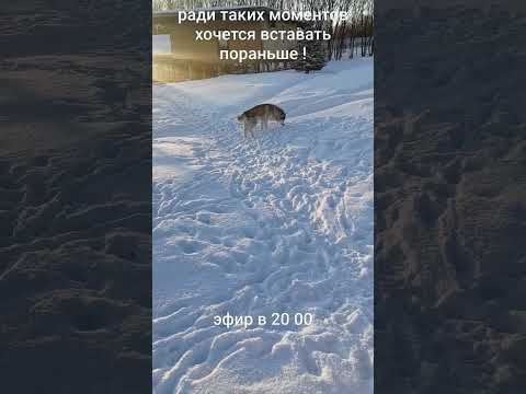 доброе утро от