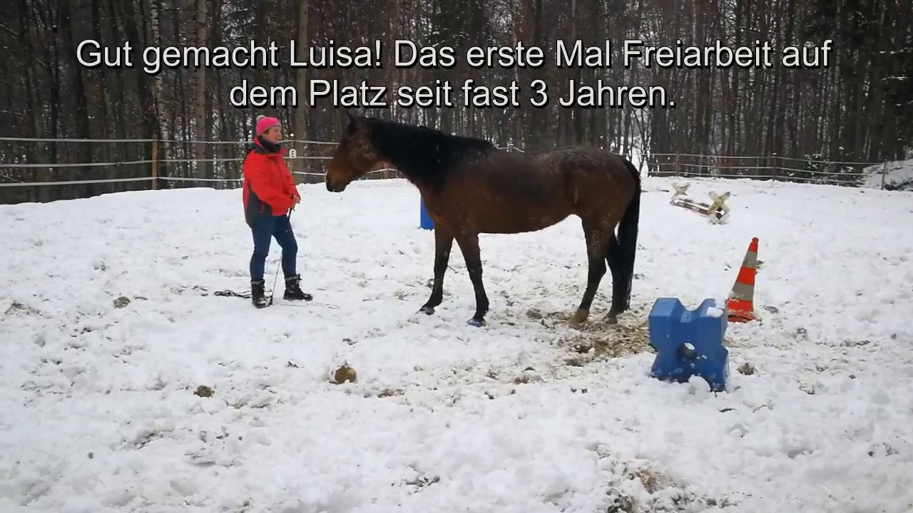 Freiarbeit TrickyHorse - 2018