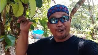 Story WA (wong Ngapak Cilacap)