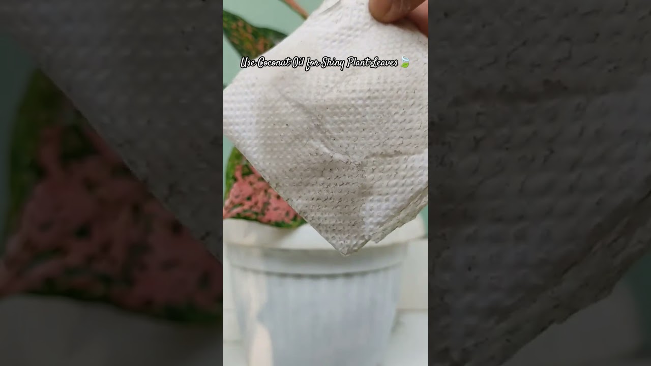 How to clean Plant Leaves🍃 