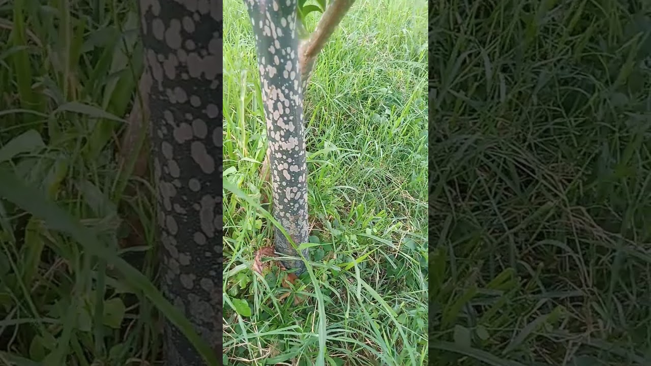 kakaibang gulay mga dods