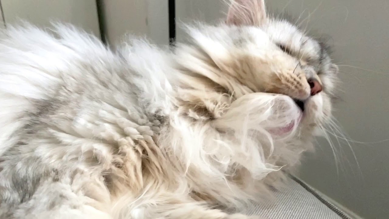 Siberian Cat Grooming in slow motion YouTube