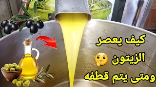 كيف يعصر زيت الزيتون وكم ينتج قنطار من لتر من الزيت 