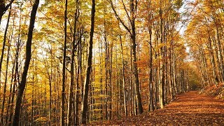 Autumn Forest Stillness / Birds Singing, Colorful Trees,...