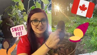 Can you grow store bought SWEET POTATOES in CANADA!?!?