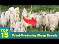 Best Sheep For Wool Top 15 Breeds Every Farmer Should Know 