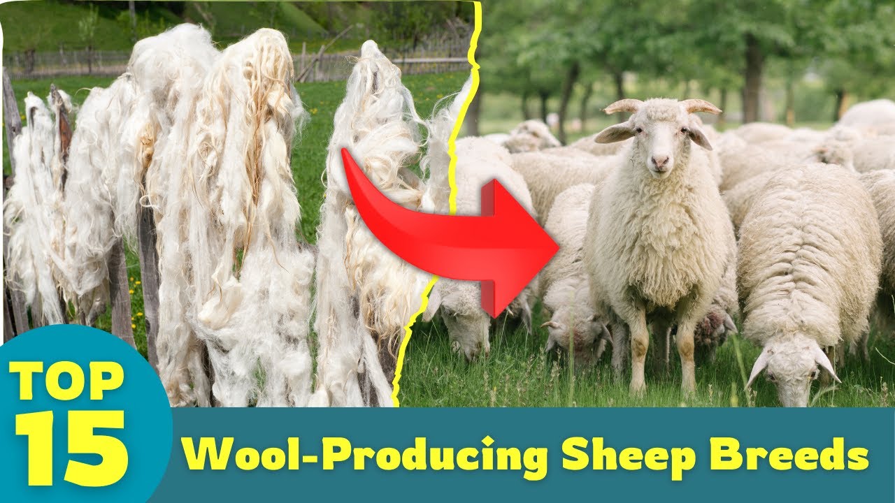 Best Sheep for Wool | Top 15 Breeds Every Farmer Should Know