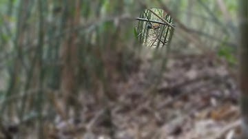 Yos hav zoov los kuv coj nej mus saib qaib qus