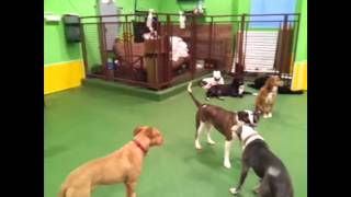 Wagtime 360