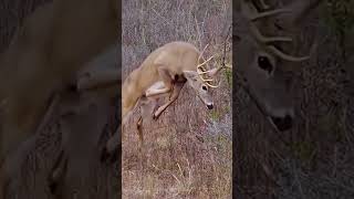 One Shot? #huntingrussia #охота #foxhunting #wildlife #wildhunting #hunting #deer