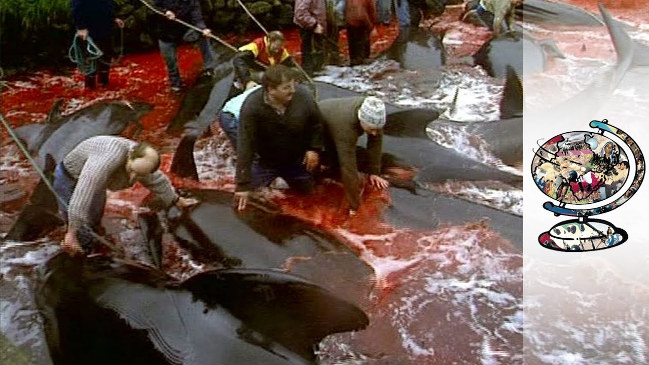 Beauty and Blood In The Faroes (2016)