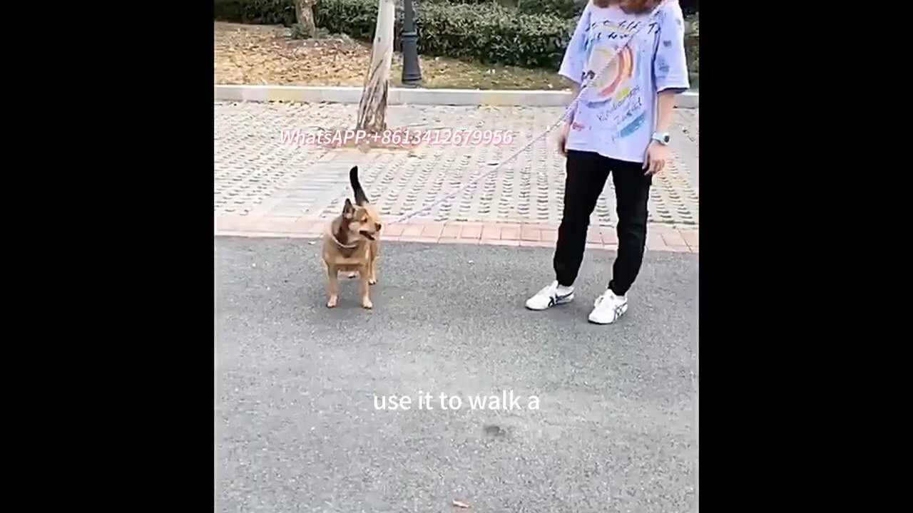 This Magic Dog Leash Change Everything 
