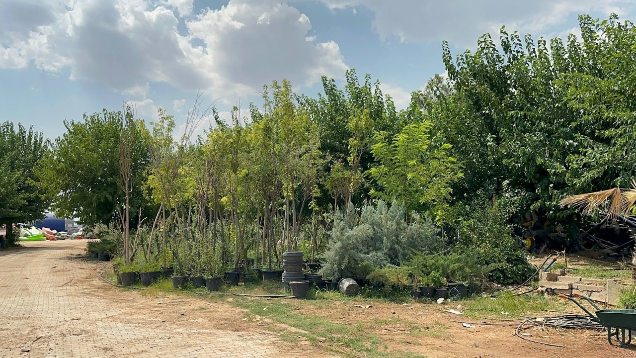 Tutdere’den ‘Yeşil Adıyaman’ hamlesi: 4 bin ağaç cadde, park ve refüjlerle buluşacak