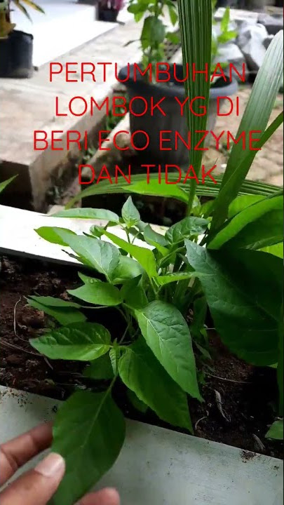 Efek penggunaan Eco enzyme pada tanaman cabai
