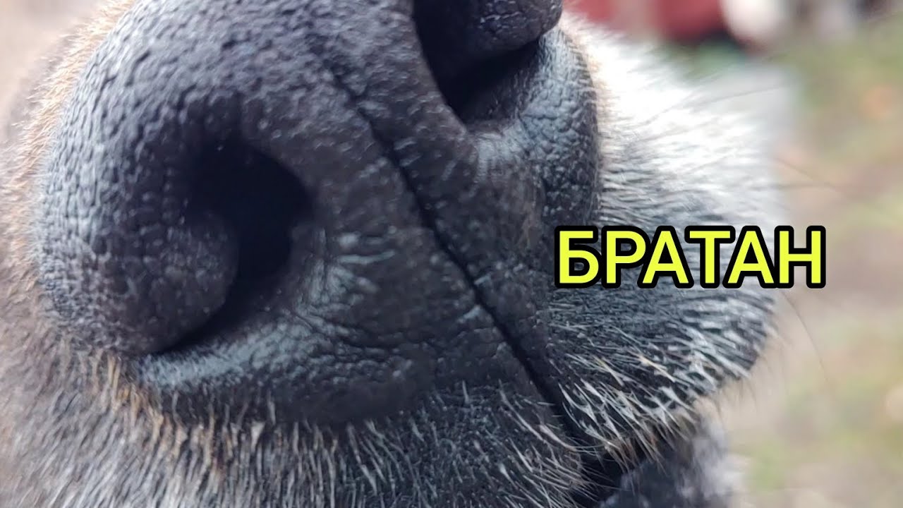 СЮЖЕТ про Амбала, Саню и Гришу . Лютый Дятел . ПЕЩЕРА алкаша - YouTube