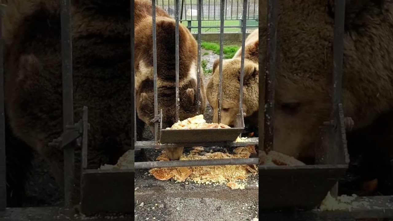 Bear feeding time at Space Farms Zoo 