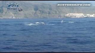 Дельфины И Касатки На Тенерифе